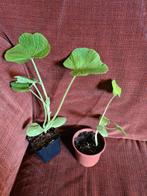pompoen plantjes, oranje, voor pompoensoep, Tuin en Terras, Planten | Tuinplanten, Ophalen, Bodembedekkers, Volle zon, Eenjarig