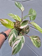 Calathea Glaza p12 (1), Ophalen of Verzenden, Halfschaduw, Minder dan 100 cm