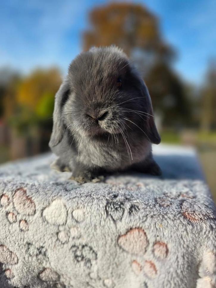 Mooi blauwe minilop konijntje, Dieren en Toebehoren, Konijnen, Dwerg, Mannelijk