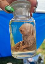 Schattig baby konijn sterk water, taxidermie, Ophalen of Verzenden, Nieuw