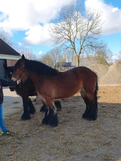 Belgische trekpaarden belgisch trekpaard, Dieren en Toebehoren, Paarden, Meerdere dieren, Niet van toepassing, Met stamboom, Gechipt