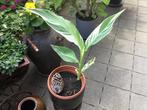 Canna Stuttgart €9,50, Ophalen of Verzenden, Zomer, Overige soorten, Volle zon