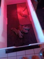 5 reutjes Weimaraner geboren op 18 september, België, Particulier, Rabiës (hondsdolheid), 8 tot 15 weken