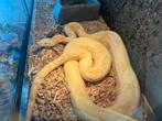 Boa imperator sunglow 100% anery ( man ), Dieren en Toebehoren, Reptielen en Amfibieën, Slang, Tam, 7 tot 10 jaar
