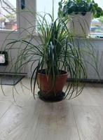Olifantspoot Plant, Huis en Inrichting, Kamerplanten, Ophalen, Halfschaduw, In pot, Minder dan 100 cm