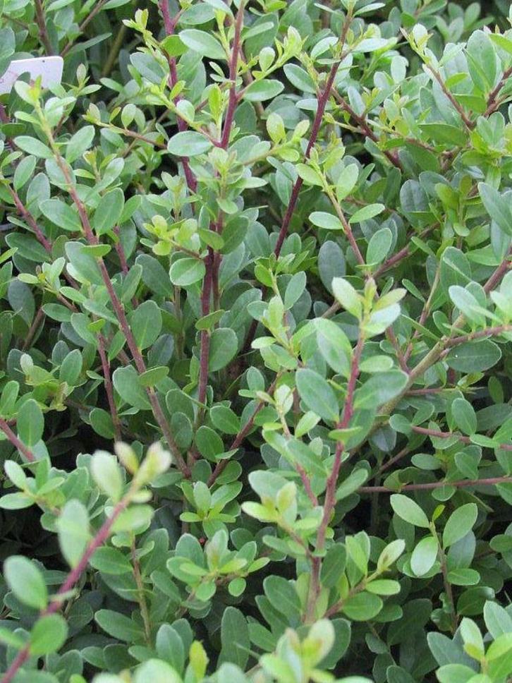 Goedkope hagen haag tuinhaag tuinhagen groenblijvende, Tuin en Terras, Planten | Struiken en Hagen, Laurier, Ophalen of Verzenden
