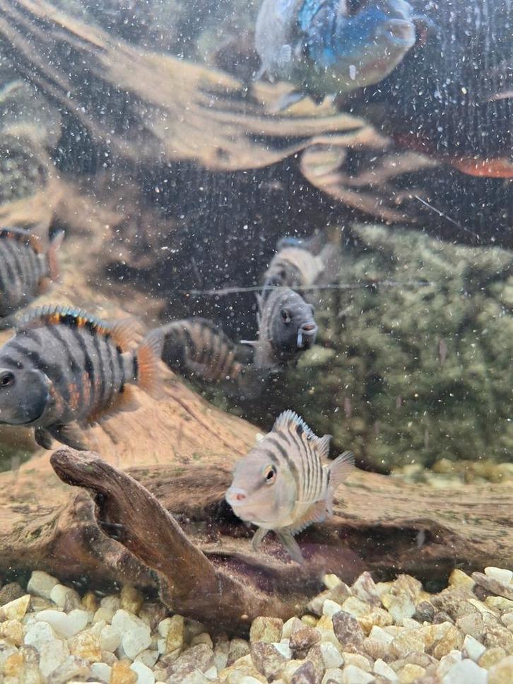 Prachtige Zebracichliden te koop! Per 5 stuks, Dieren en Toebehoren, Vissen | Aquaria en Toebehoren, Ophalen
