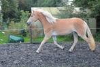 prachtige mooi bewegende top sporthaflinger, Dieren en Toebehoren, Paarden, Merrie, Minder dan 160 cm, Dressuurpaard, 3 tot 6 jaar