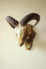 Taxidermie Moeflon gewei / schedel, Ophalen of Verzenden, Gebruikt, Overige soorten, Schedel