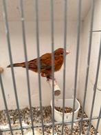 Roodagaat kanarie 2025, Mannelijk, Kleurkanarie