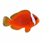 Amphiprion frenatus koppel, Vis, Zoutwatervis