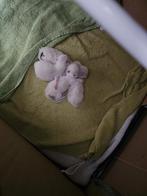Lieve Ragdoll kittens, Meerdere dieren, Gechipt, 0 tot 2 jaar