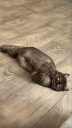 Dekkater gezocht!!, Dieren en Toebehoren, Poes