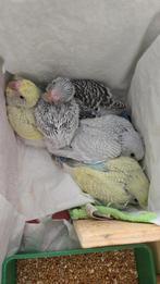 Grasparkieten 5 (3,5 weken oud), Dieren en Toebehoren, Vogels | Parkieten en Papegaaien, Meerdere dieren, Parkiet