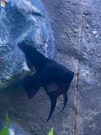 Maanvis best wel groot, Dieren en Toebehoren, Vissen | Aquariumvissen, Vis