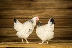 Sussex Kip | Columbia | Mooie kip | Goede legger, Dieren en Toebehoren, Pluimvee, Vrouwelijk, Kip