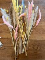 Diverse droogbloemen (pluimen/pampas 50cm+), Ophalen, Zo goed als nieuw