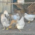 Araucana (groot) hennen; groene eieren, Vrouwelijk, Kip