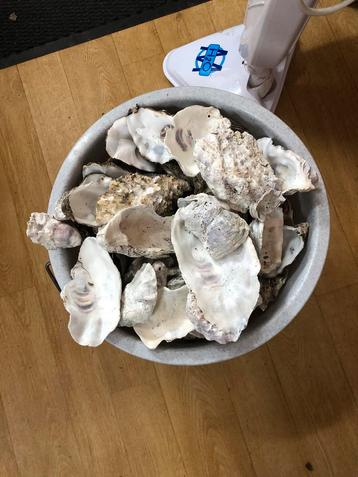 Oesterschelpen om te knutselen  beschikbaar voor biedingen