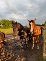Plek voor pensioen- /weidepaardje Overberg, Dieren en Toebehoren, Weidegang, 1 paard of pony