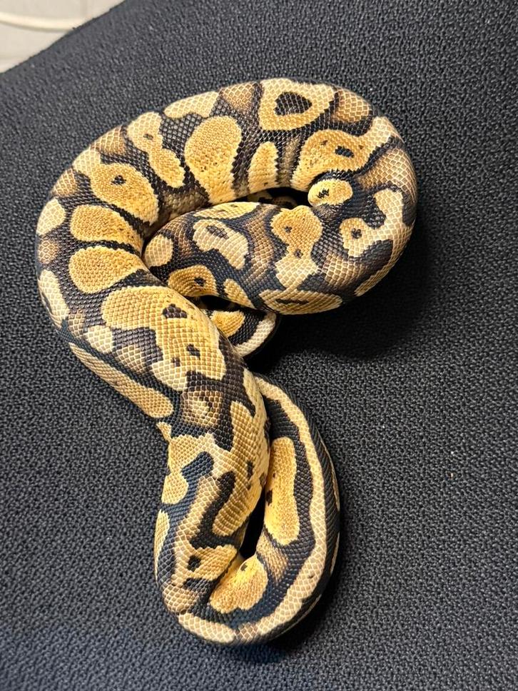 Python regius .