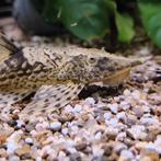 Sturisoma aureum, Dieren en Toebehoren, Vis