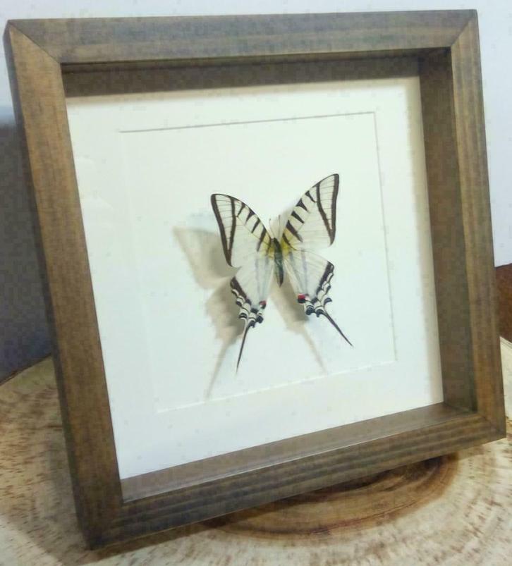 Eurytides doliacon vlinder in passe-partout lijst, Verzamelen, Dierenverzamelingen, Nieuw, Opgezet dier, Insect, Ophalen of Verzenden