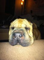 gezocht shar-pei pup, Ophalen of Verzenden, Honden