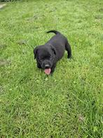 Mooie kruising boxadorpups., Dieren en Toebehoren, Reu, Meerdere, Middel, Nederland