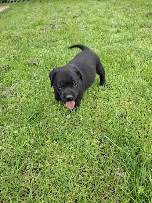 Mooie kruising boxadorpup., Dieren en Toebehoren, Honden | Niet-rashonden, Middel, Reu, Particulier, Eén hond, Nederland, 8 tot 15 weken