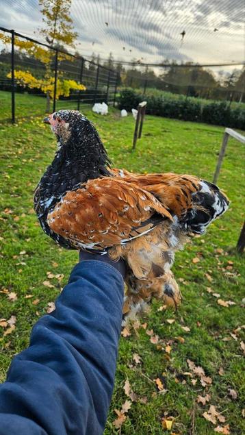 Grote Brahma haan [porselein] – vriendelijk, uit België beschikbaar voor biedingen