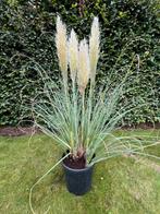 Mooie vaste planten + 2 grote Rhodos alles in 1 koop, Tuin en Terras, Planten | Tuinplanten, Ophalen, Vaste plant, Siergrassen