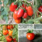 Tomaten zaden, Tuin en Terras, Bloembollen en Zaden, Zaad, Verzenden