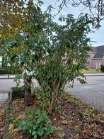 Vlinderstruik en ibiscusstruik, Tuin en Terras, Planten | Bomen, Volle zon, 100 tot 250 cm, Zomer, Overige soorten