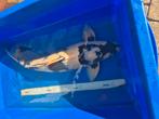Koi Shiro kweker Kaneko 65cm, Karper of Koi