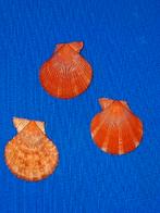 Chlamys sanatoria, Ophalen of Verzenden, Schelp(en)