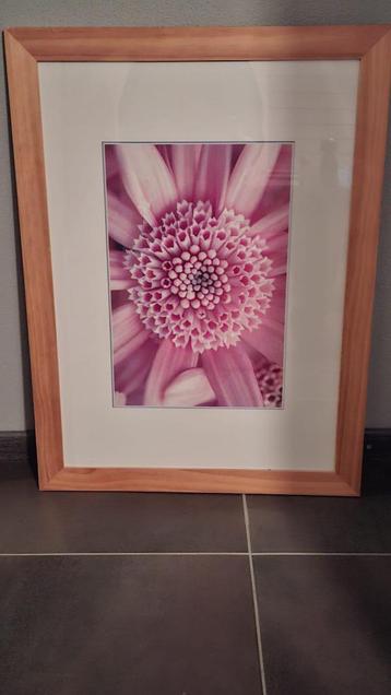 Schilderij bloem NIEUWSTAAT  beschikbaar voor biedingen