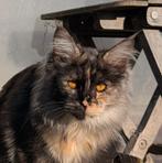 maine coon poesje van 7 maand oud, Poes, Gechipt, 0 tot 2 jaar