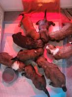 Boomer, Dieren en Toebehoren, Ophalen of Verzenden, Hond