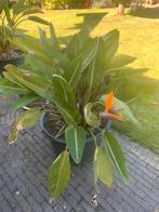 Paradijsvogel volle plant Strelitzia, Tuin en Terras, Planten | Tuinplanten, Ophalen of Verzenden, Zomer, Overige soorten, Volle zon