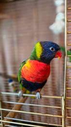 Tamme Lori van de blauwe berg papegaai, Dieren en Toebehoren, Vogels | Parkieten en Papegaaien, Papegaai, Mannelijk