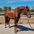 Gave 6 jarige gereden ruin, Dieren en Toebehoren, Paarden, Met stamboom, Ruin, Dressuurpaard, 3 tot 6 jaar
