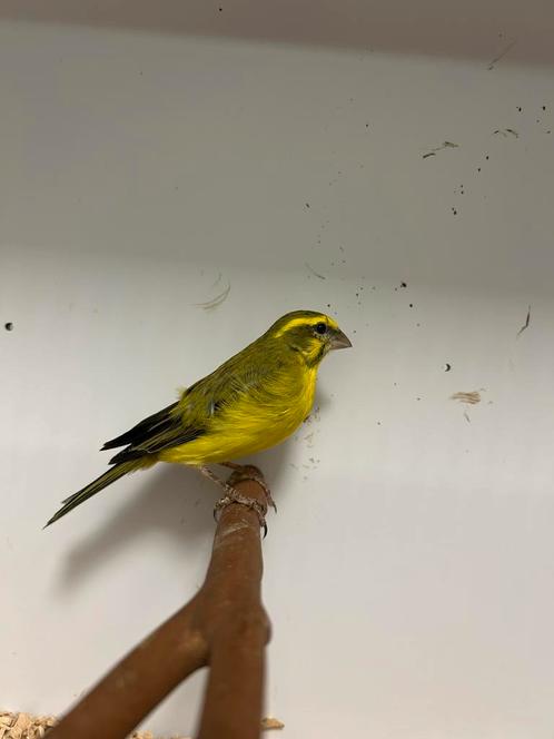 1-1 geelbuik cini ( Serinus flaviventris ), Dieren en Toebehoren, Vogels | Overige Vogels