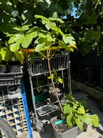 Vijgenboom Ghadanne 3 jaar oud 1,5/1,7 meter, Tuin en Terras, Ophalen, 100 tot 250 cm, Vijgenboom, Lente