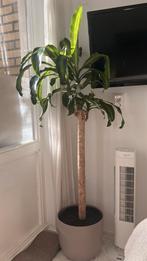 Hoge Dracaena fragrans plant (drakenbloed boom), Huis en Inrichting, Kamerplanten, Groene kamerplant, Ophalen, Halfschaduw, 100 tot 150 cm