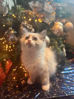 Prachtig ragdoll kitten poesje blue mink bicolor mitted, Dieren en Toebehoren, Katten en Kittens | Raskatten | Langhaar, Meerdere dieren