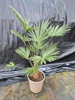 Trachycarpus WAGNERIANUS, winterhard, Ophalen of Verzenden, Overige soorten, Volle zon