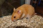 Goudhamsters goudhamster hamster, Dieren en Toebehoren, Hamster, Juli, Meerdere dieren, Tam