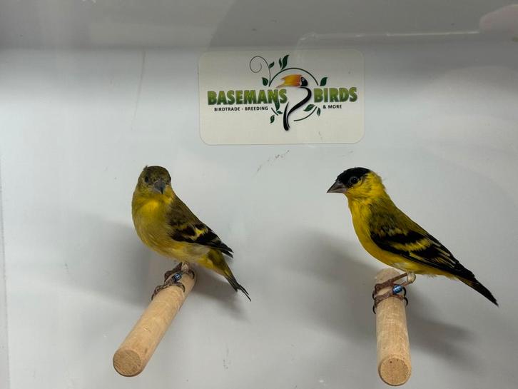 Yarrelsijs - Spinus yarrellii, Dieren en Toebehoren, Vogels | Overige Vogels, Tropenvogel, Meerdere dieren, Geringd