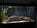 L46 bestand (incl. steen en holen), Dieren en Toebehoren, Vissen | Aquariumvissen, Vis, Zoetwatervis